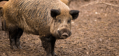 Italië meldt uitbraak Afrikaanse varkenspest