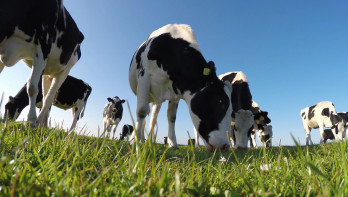Wat is beter voor het milieu: koeien of planten?