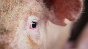Nederlandse varkensmarkt voelt unheimisch aan 