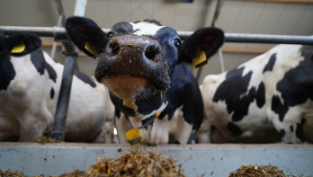 41 melkveehouders weg bij FrieslandCampina