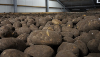 Verwerkers kopen maar weinig aardappelen bij