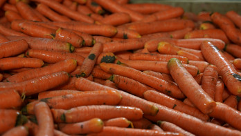 Oogst van peen, akkerbouw