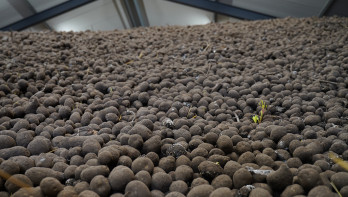 aardappelen aardappelbewaring zetmeelaardappelen