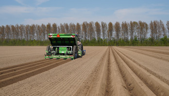 aardappelen aardappelen poten aardappelgewas