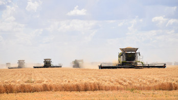 australie Kurstjens tarwe - agri graan - agri