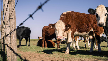 koeien ArgentiniÃ«