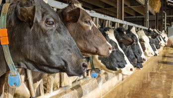Toezicht op gezonde koeien taak van dierenarts