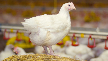 pluimveehouderij Pluimveevlees