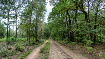 natuur bos