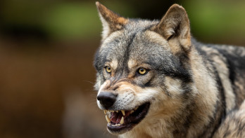 'Schouten moet ontheffing status wolf aanvragen'