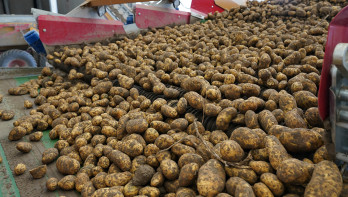 aardappeloogst aardappelbewaring inschuren Agrifoto4