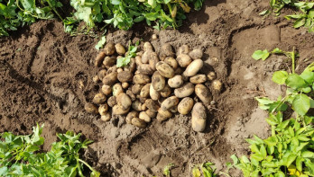 aardappelen Gewastour 2022