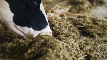 Koe die ruwvoer eet aan het voerhek in de stal.