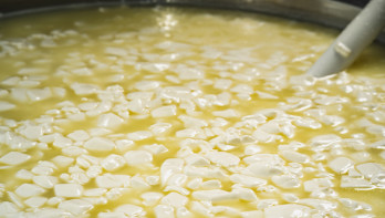 Kaasproductie in een zuivelfabriek