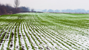 Akker met wintertarwe bedekt door sneeuw
