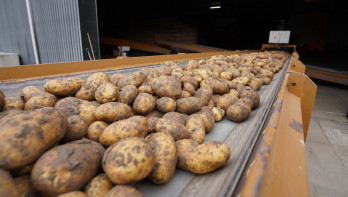 Vers geoogste aardappelen, klaar voor opslag of verwerking.