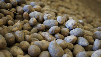 Vers geoogste aardappelen in bewaring