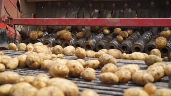 aardappelen aardappeloogst tafelaardappelen aardappelrooier