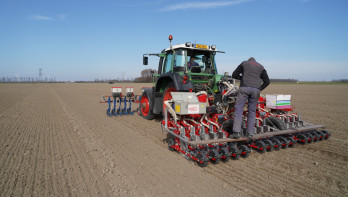 Zaaien van uien op het akkerland in rechte rijen.