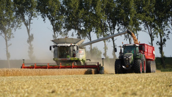 Tarweoogst op het land, waarbij het rijpe tarwe wordt geoogst.