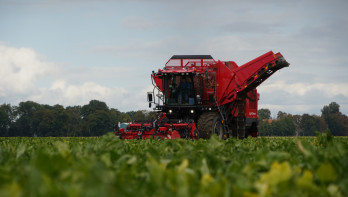 Bietenoogst op het land, waarbij suikerbieten worden geoogst.