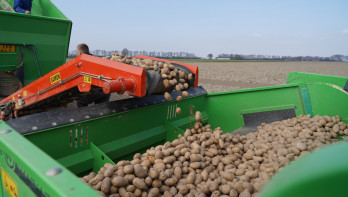 Aardappeloogst op het land, waarbij aardappelen worden geoogst als akkerbouwgewas.
