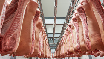 Varkenskarkassen hangen in een slachthuis klaar voor verwerking