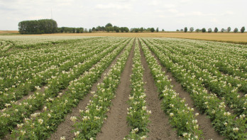 Aardappelperceel met groeiende aardappelplanten in rijen op het akkerland.