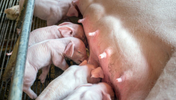 Biggen in de veehouderij, gehuisvest in een stalomgeving.