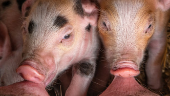 Biggen in de veehouderij, gehuisvest in een stalomgeving.