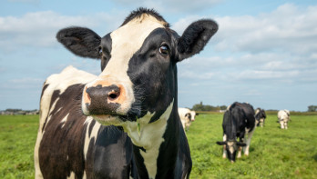 Melkkoeien grazen bij melkveehouderij
