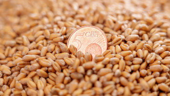 Europese munt van vijf cent tussen een hoop tarwekorrels.