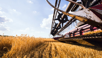 Tarweoogst op het land, waarbij het rijpe tarwe wordt geoogst.