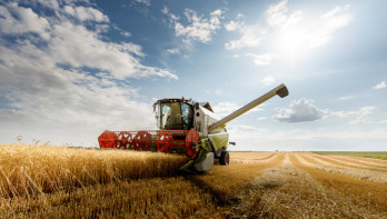 Tarweoogst op het land, waarbij het rijpe tarwe wordt geoogst.