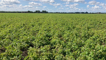 Aardappelperceel. Boerenbusiness Gewastour 2023