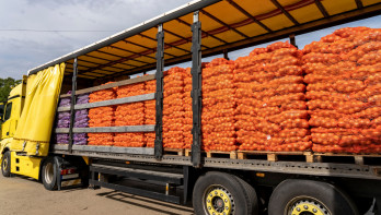 Export van uien verpakt in zakken, gereed voor transport naar het buitenland.