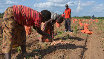 Oogst van aardappelen, akkerbouw, Africa