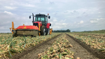 Oogst van uien, akkerbouw
