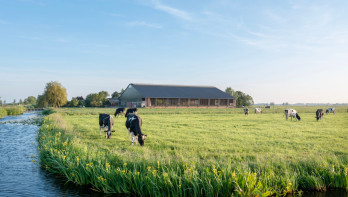 Melkkoeien grazen op grasland, Nederlands melkveebedrijf