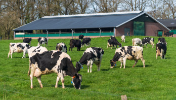 Melkkoeien grazen op grasland, Nederlands melkveebedrijf