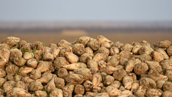 Heap of freshly harvested sugar beets on a farm