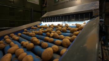 Aardappelen worden automatisch gesorteerd op een rollenband, optische sorteerinstallatie