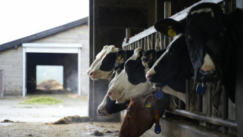 Koeien eten aan het voerhek in een melkveehouderij
