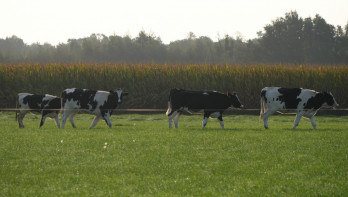 Melkkoeien grazen op grasland, Nederlands melkveebedrijf