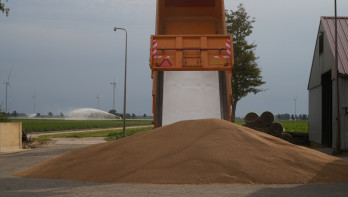Tarweoogst op het land, waarbij het rijpe tarwe wordt geoogst.
