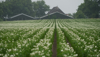 Aardappelveld, akkerbouwbedrijf