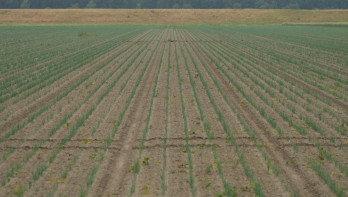 Rijen jonge uienplanten op een akkerbouwperceel