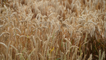 Goudgele tarwe, akkerbouwgewas
