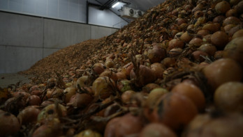 Uien in bewaring in een schuur op een akkerbouwbedrijf
