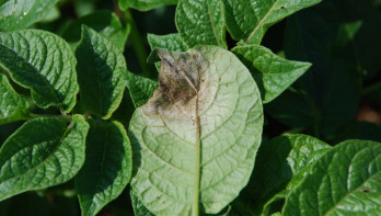 Aardappelblad aangetast door Phytophthora